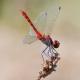Legende: Männchen der Blutroten Heidelibelle (Sympetrum sanguineum). © Raphael Krieg
