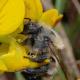 Les abeilles sauvages de Suisse - Osmia alticola (F)