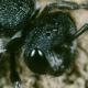 Les abeilles sauvages de Suisse - Sphecodes albilabris