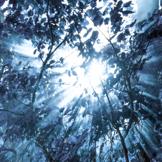 Ambiance forêt (bleue) © Maxime Chèvre