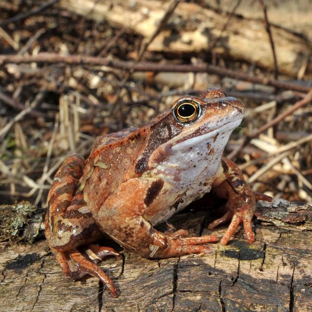 Rana temporaria (© Andreas Meyer)