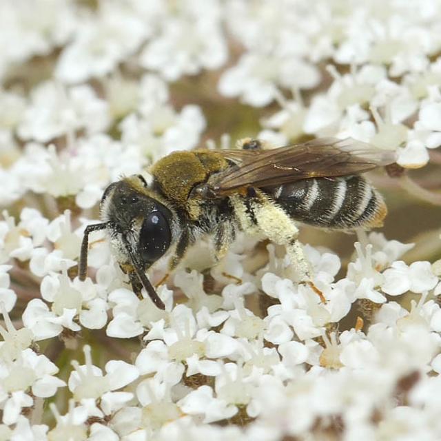 Andrena aeneiventris (© David Genoud)