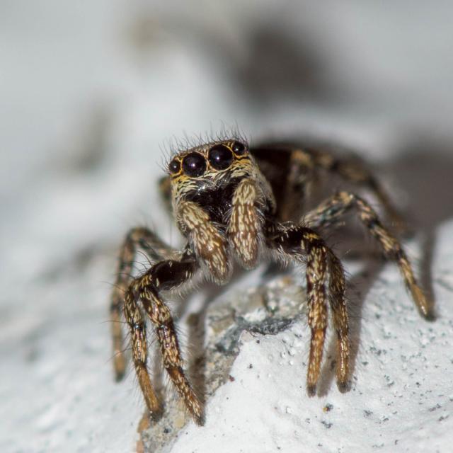 Araignée (© Maxime Chèvre)