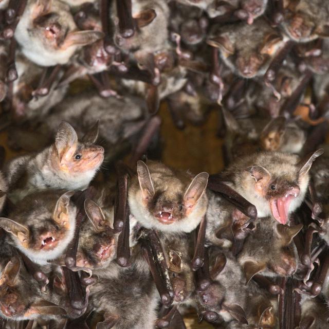 Myotis myotis (© Emmanuel Rey)