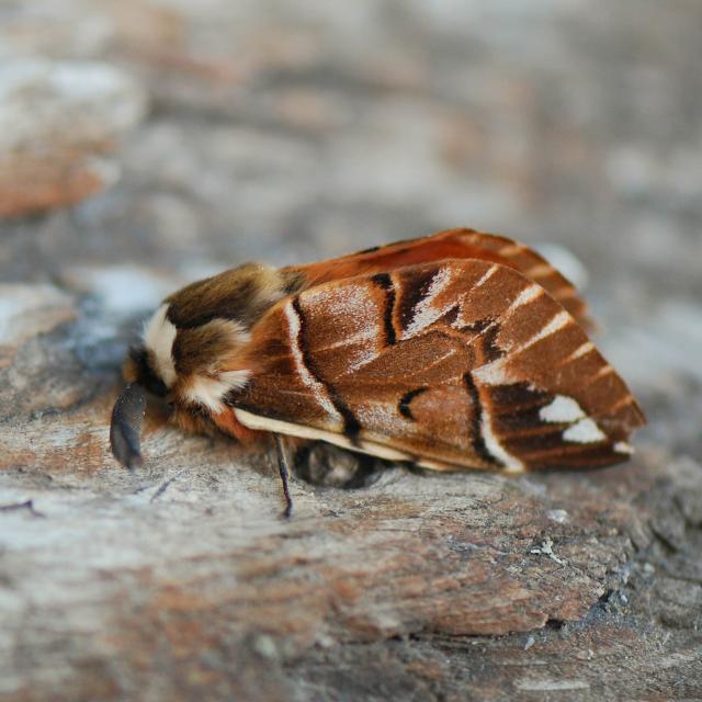 Bombyx versicolore (© Yannick Chittaro)