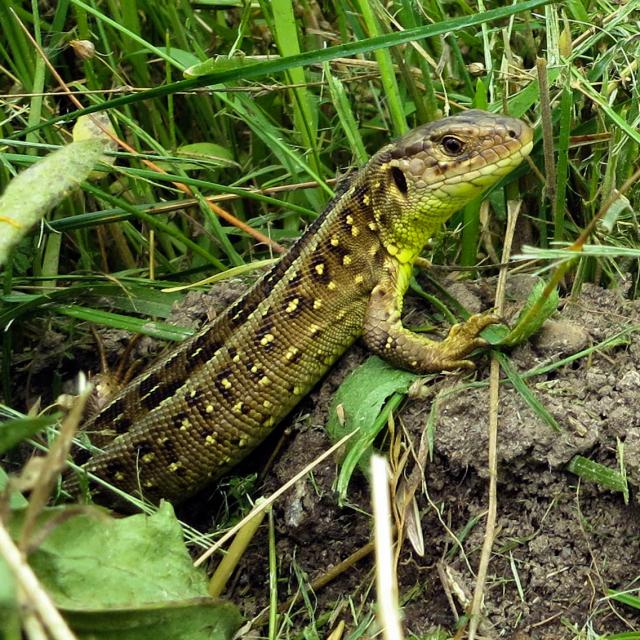 Lacerta agilis (© Andreas Meyer)