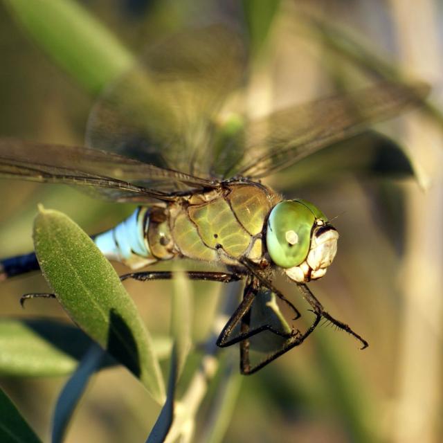 Anax parthenope (© Andreas Sanchez)