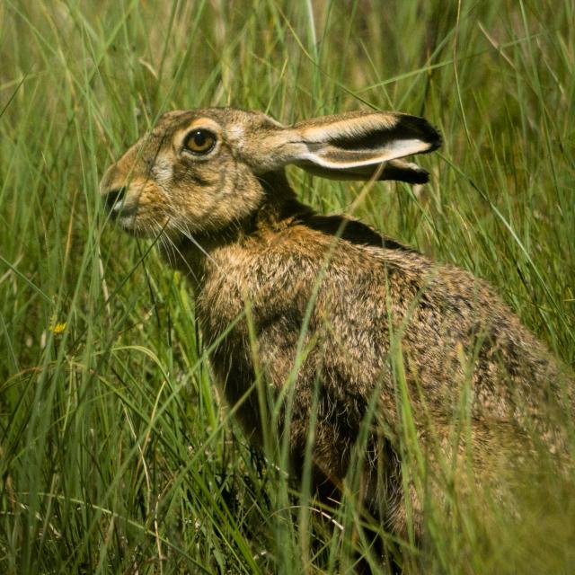 Lepus europaeus (© Maxime Chèvre)