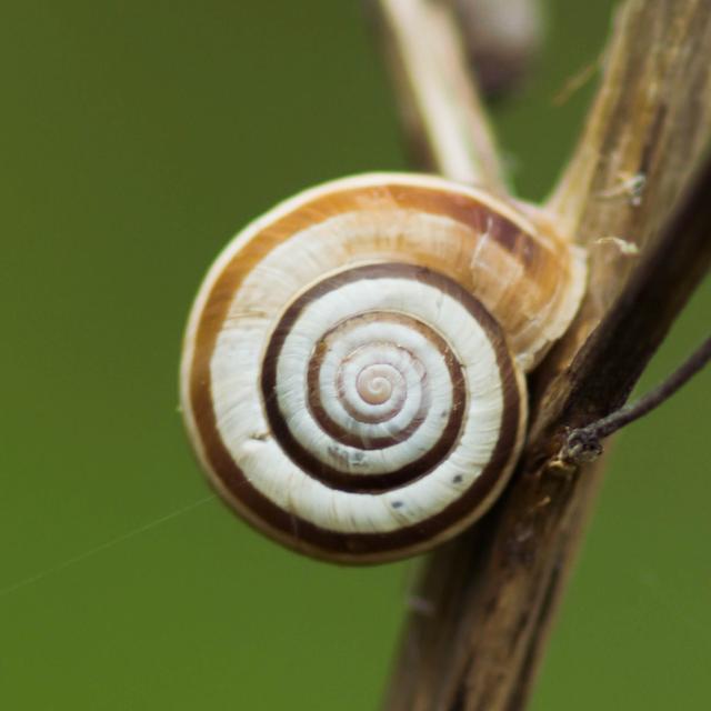 Mollusque (© Maxime Chèvre)