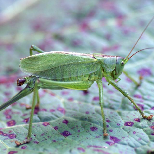 Tettigonia cantans (© Andreas Sanchez)