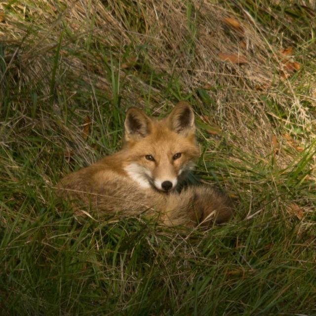 Vulpes vulpes (© Maxime Chèvre)