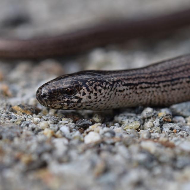 Portrait de l'Orvet de Vérone