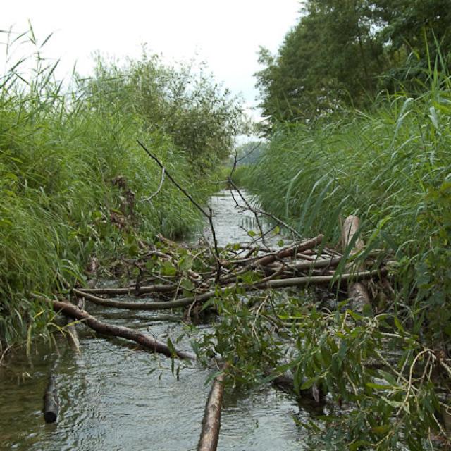 Début de construction d’un barrage de castor. Il place tout d’abord de gros troncs dans l’eau, dans le sens du courant, et les ancre dans la végétation des rives. Après quoi il utilise des branches plus fines, des pierres et de la boue pour construire un barrage.