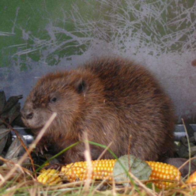 Castor capturé en vue d'une élimination selon les bases légales (image: Gerhard Schwab)