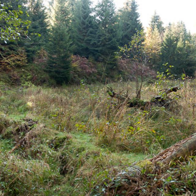 Biberwiese an einem kleinen Bach in der Eifel (Deutschland). Der Damm, den man im Vordergrund sieht, ist der alte, bewachsene Damm (© Christof Angst)