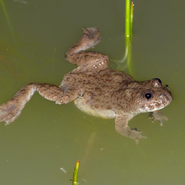 Gelbbauchunke im Wasser 