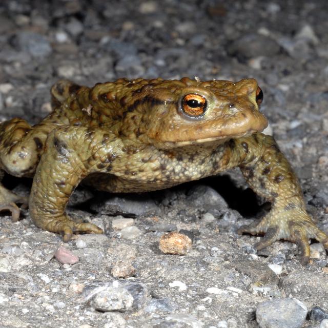 Männchen der Erdkröte läuft auf der Strasse