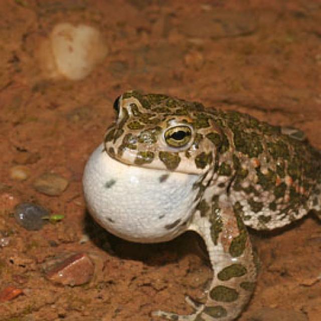 Bufotes viridis balearicus (Laurenti, 1768) - @Jean-Pierre Vacher - info fauna