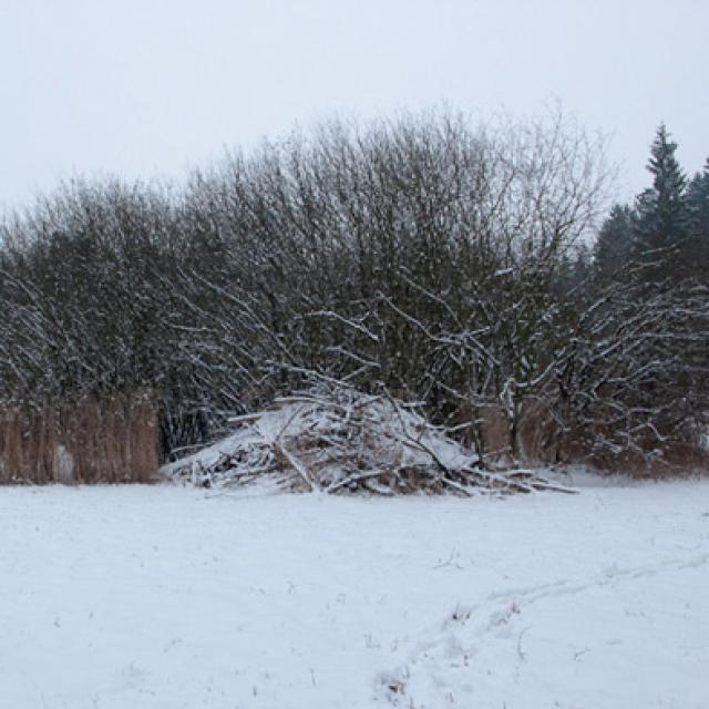 Biberburg an einem Teich in einem Hochmoor (© Christof Angst)