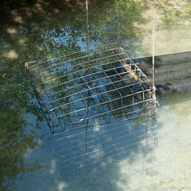 Panier grillagé pour que le castor ne puisse pas boucher le tuyau de drainage