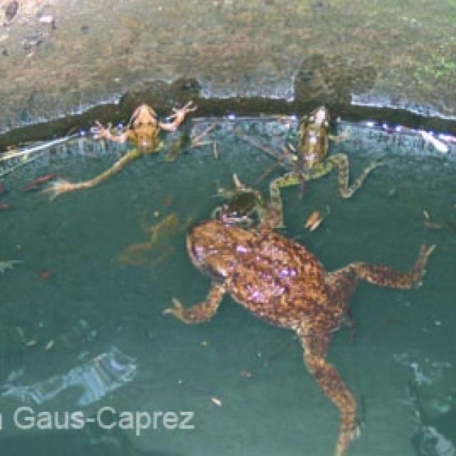 Un Crapaud commun et plusieures grenouilles rousses dans un système d'évacuation