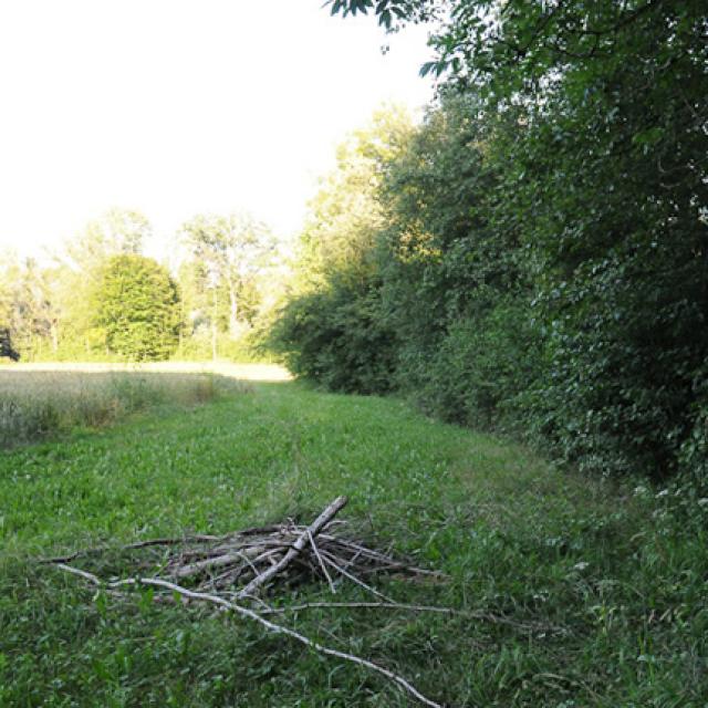 Wenn die Decke des Baues einbricht, verschliessen die Biber das Loch mit Ästen. Hier sieht man den Beginn des Baus eines Mittelbaues (© Christof Angst)