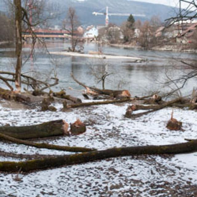 Grand chantier le long de l’Aar à Olten. Dans ce cas, une famille de castors a entièrement abattu un petit bois comportant certains saules de grande taille.