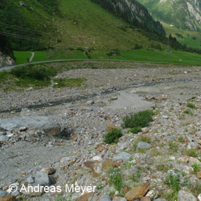 Habitat : cours d'eau