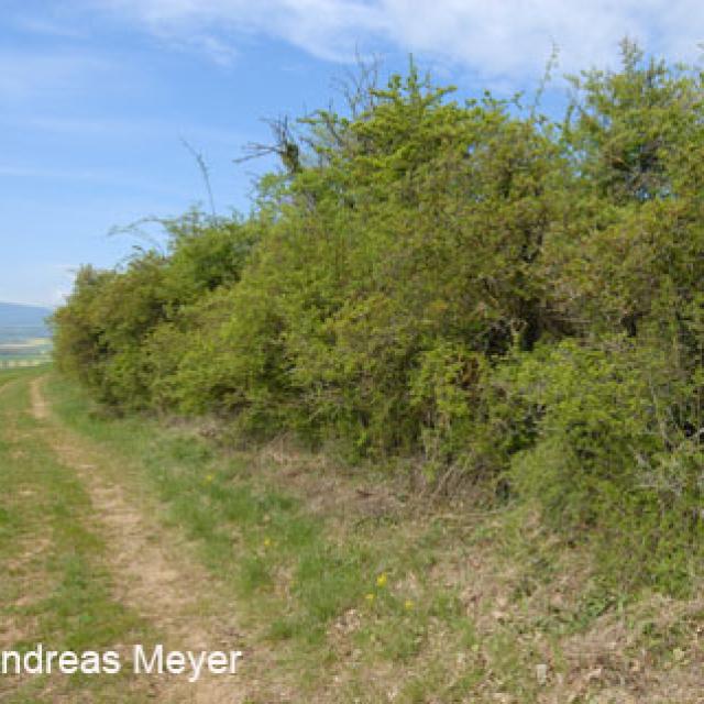 Habitat : haies et buissons