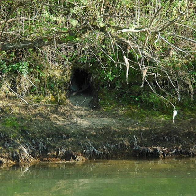 Entrée d’un terrier de secours en cas de crue le long de l’Aar. L’entrée se situe env. 1 m au-dessus du niveau normal de l’eau (© Christof Angst)