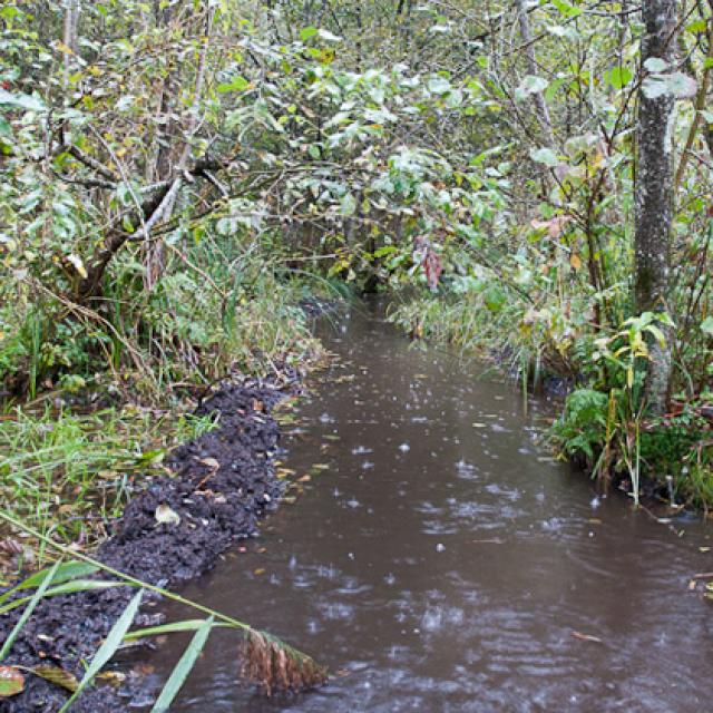 Kanal in einem Auenwald. Besonders gut zu sehen ist der Schlamm, der am linken Ufer abgebaut und angesammelt wurde (© Christof Angst)