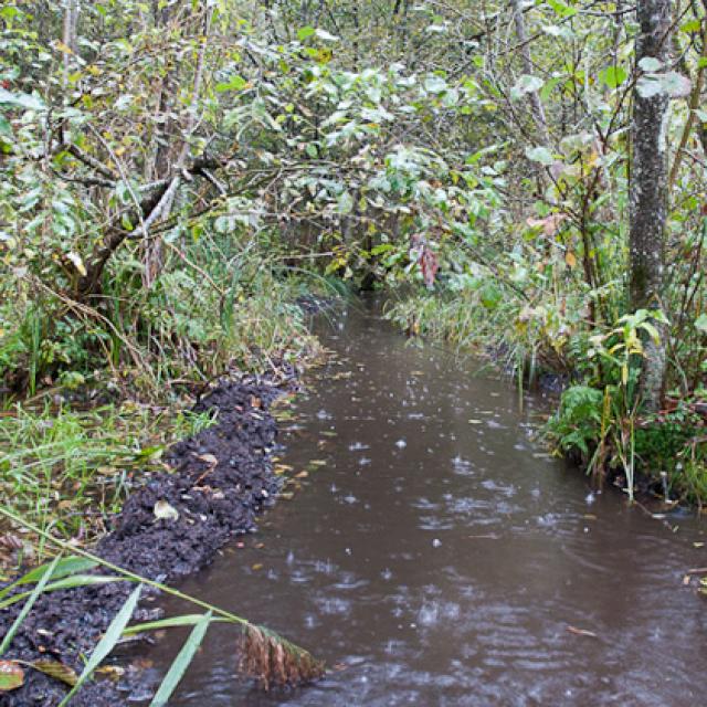 Canal dans une forêt alluviale. On voit particulièrement bien la boue extraite et accumulée sur la rive à gauche (© Christof Angst)