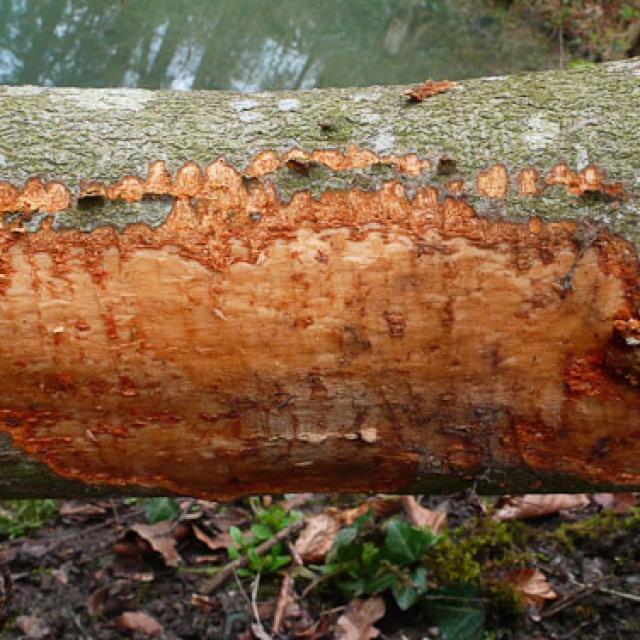 Trace de rongement typique laissée par un castor sur une grosse branche (© Christof Angst)