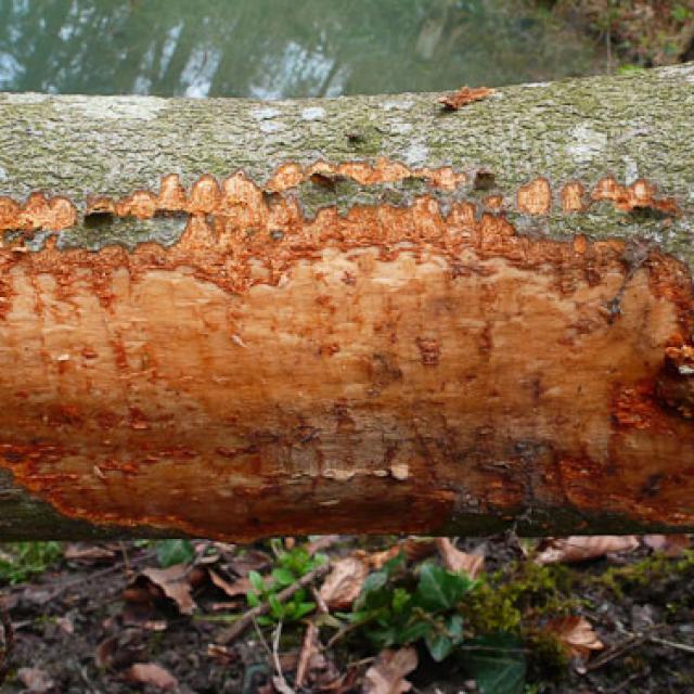 Typische Nagespur, die ein Biber an einem dicken Ast hinterlässt. Die kleine obere Linie stellt die Spuren dar, die der Oberkiefer hinterlässt, mit dem sich der Biber am Holz festhält. Anschliessend nagt er mit dem beweglichen Unterkiefer an der Rinde. Solche Spuren gehen immer paarweise (© Christof Angst)