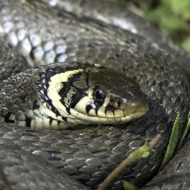 Couleuvre à collier nordique 