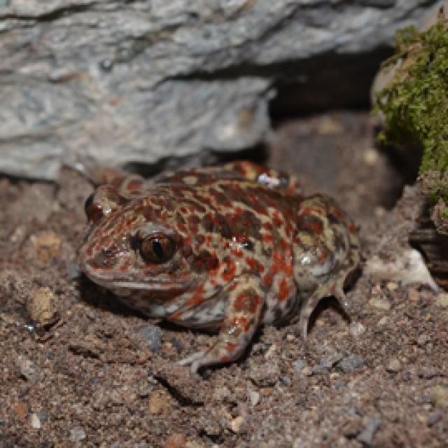 Pélobate brun sort de sa cachette