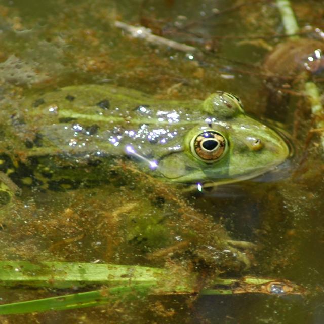 Grenouille verte à la surface de l'eau