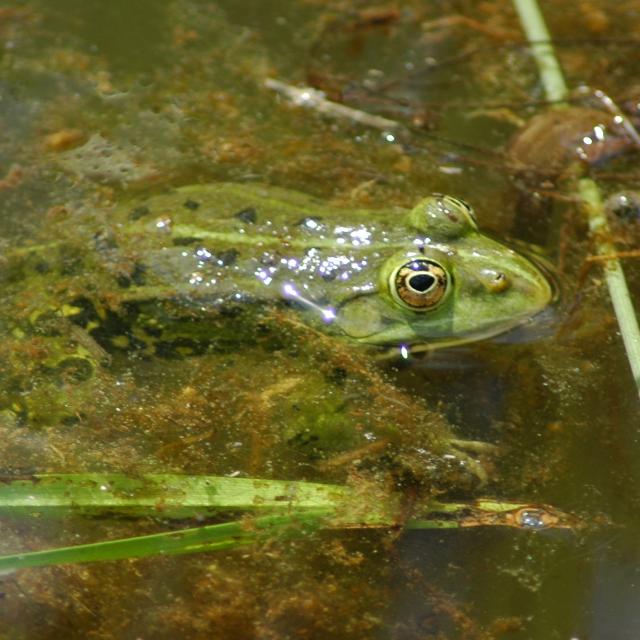 Grenouille verte à la surface de l'eau