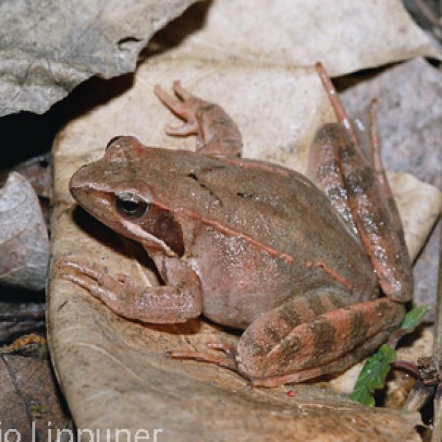 Grenouille de Lataste