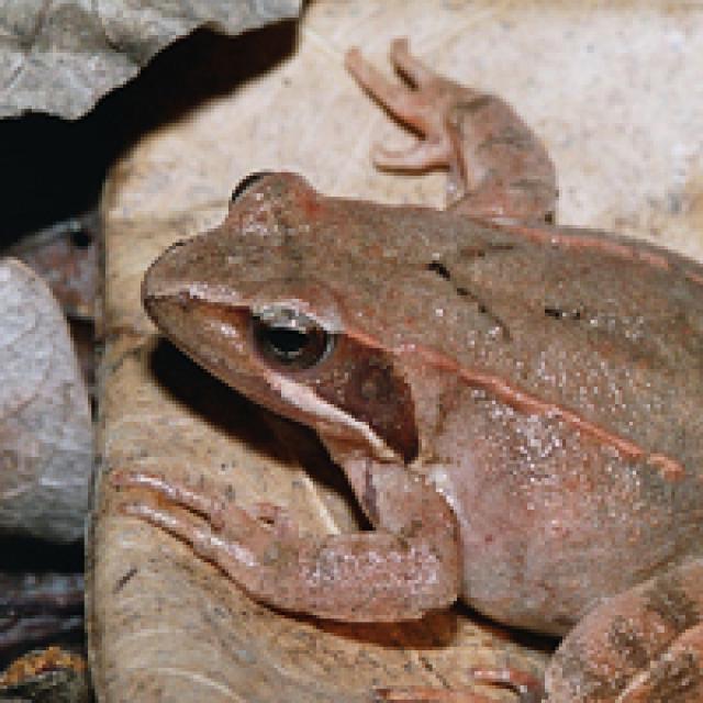 Grenouille de Lataste