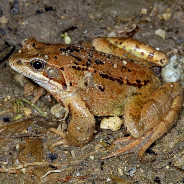 Weibchen eines Grasfrosches