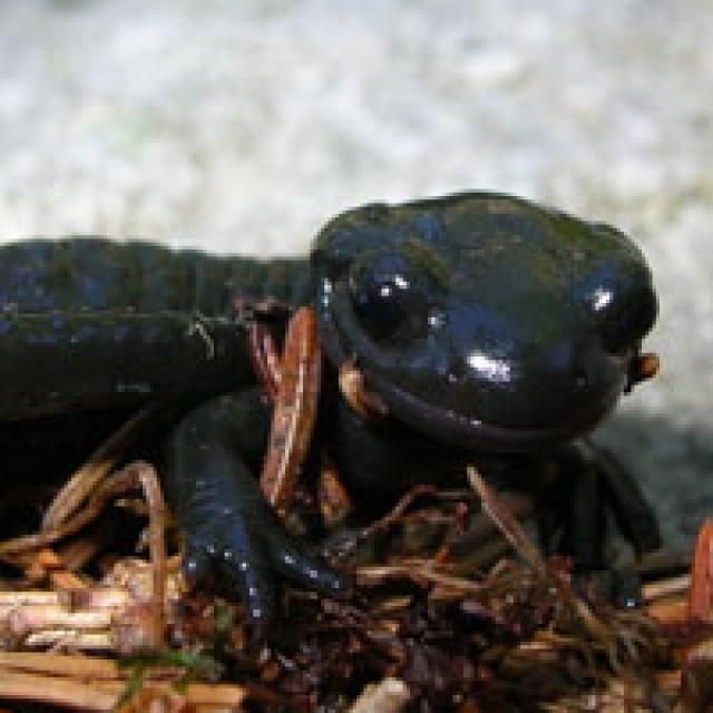 Salamandre noire