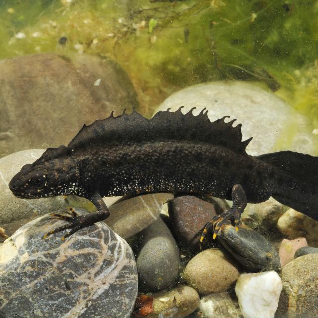 Männchen des Nördlichen Kammmolches im Wasser