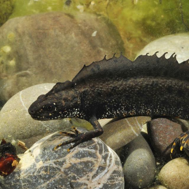 Mâle du triton crêté dans l'eau 