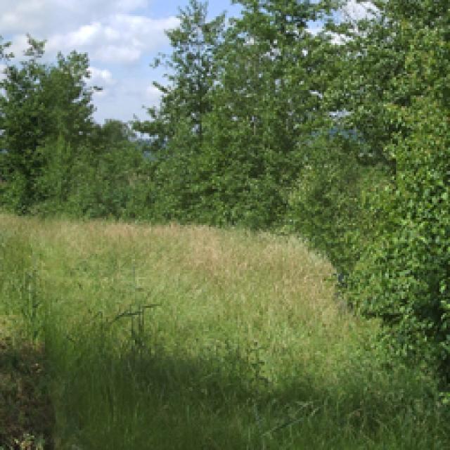 Breite, extensiv genutzte Uferzonen mit standortgerechter Vegetation