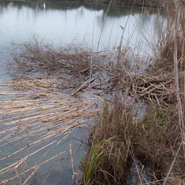 Wintervorrat in einem künstlichen See. Der Asthaufen am Ufer rechts im Bild entspricht dem Mittelbau. Der Wintervorrat besteht sowohl aus Weiden- und Erlenzweigen als auch aus Maisstängeln (© Christof Angst)