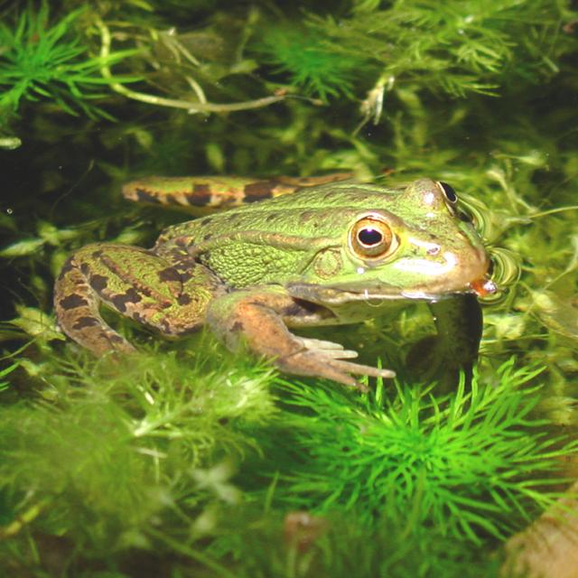 Grenouille de Lessona, à la surface de l'eau