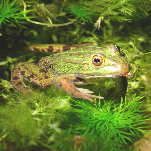 Kleiner Wasserfrosch (© Jérôme Pellet) Ein Kleiner Wasserfrosch schaut aus dem Wasser