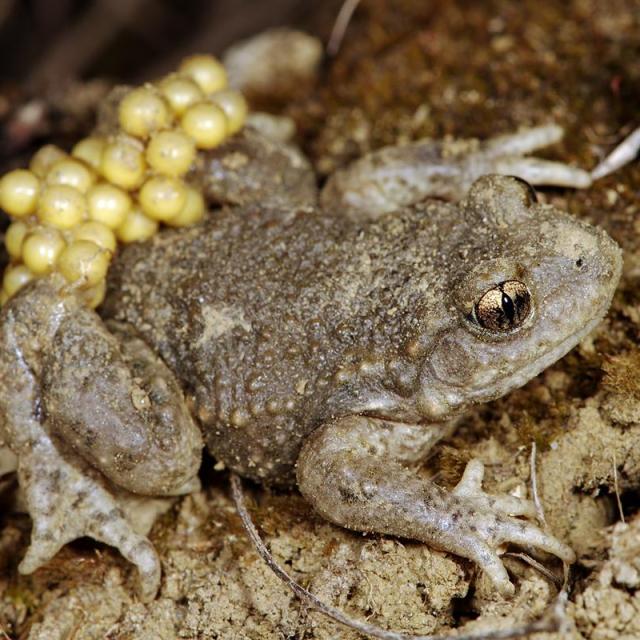 Mâle d'un crapaud accoucheur avec oeufs