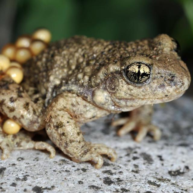 Mâle du crapaud accoucheur avec des œufs